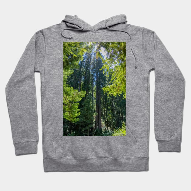 Various Shades of Green in Muir Woods National Monument Hoodie by SafariByMarisa